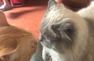 Practical Tips and Experiences for New Cat Owners