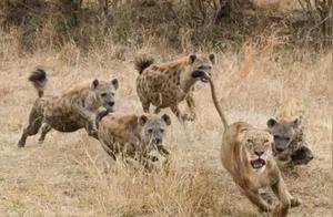 Could 100 Amur Tigers Survive on the African Savanna?