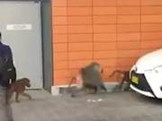 Three Baboons Escape from Sydney Hospital, Police Capture