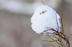 Bird That Looks Like a Snowball