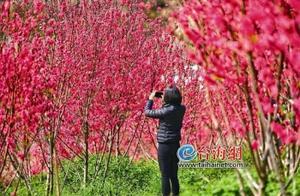 Peach Blossoms Bloom in the Azure Spring Skies of Changzho Harbor Tiger Hill