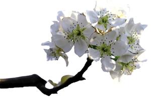Merely Blossoms Entice Hearts