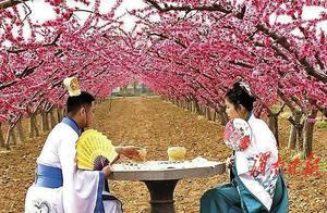 Weinan: Online Live Streaming Showcases Peach Blossom Scenery, Boosts Rural Vitality and Farmer Income