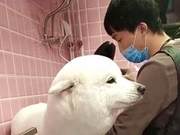 Woman Takes Dog to Groomer, Later Discovers Breed Has Changed: 'It's Like a Compass Drawing...'
