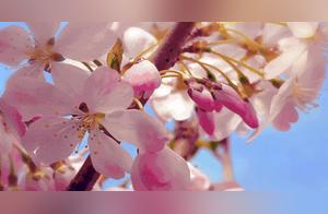 It's Cherry Blossom Season Again! The Most Complete Cherry Blossom Viewing Map + Bloom Forecast for Qingdao...
