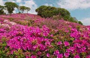 Flowers Bloom Before Our Eyes, Everything is Beautiful!
