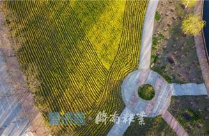 Spring Bloom Cannot Be Contained! Jinan Universities Launch 'Cloud Viewing Flowers' Mode