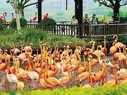 Hainan: Vivid 'Fiery' Spring Day (Image)