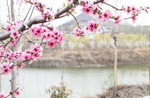 Ten Thousand Acres of Peach Blossoms in Sishui County Captivate Visitors
