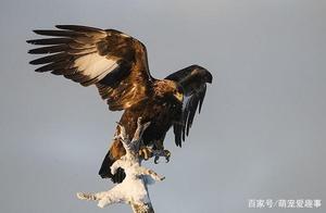 Ranking of the World's Most Fierce Birds, Have You Ever Seen Birds with the Strongest Attack Power!
