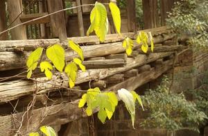 Exploring the Forgotten Yao Wind Bridges on the Guayu Ancient Trail
