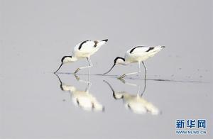 Inner Mongolia: Wetlands Receive Large Flock of Migratory Birds