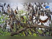 Animal Athlete MVP! Blind Bats Activate ‘Night Flight Mode’ and Fly at Full Speed Without Collisions
