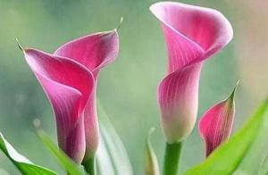 Learning Gratitude Leads to Happiness, Moving Towards the Sun Allows You to Smile and Proceed Forward
