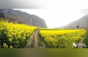 Oilseed Rape Flowers in Southern Dangchang Bloom in a Magnificent Golden Field! Still Waiting for You!