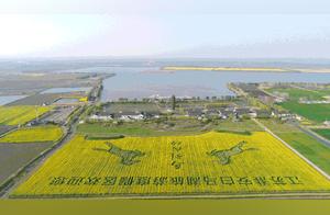 Free Viewing of Colorful Rapeseed Flower Sea at Baihu Lake, Huaian
