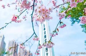 Spring in Jing'an Sculpture Park, Shanghai: Cherry Blossoms Blooming and Tulip Fields in Full Bloom
