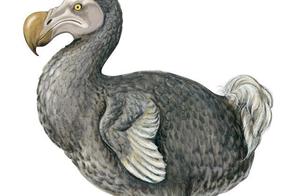 6 Extinct Animals, 5 Extinct Due to Human Consumption, 1 Killed in the Arena – A Fight to Extinction