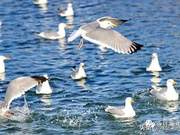 Sending you a set of ecological photos! Seagulls foraging and playing in the water!