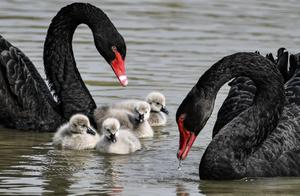 Black Swan Couple in Shuanglong Lake Wetland Park Welcomes 'New Recruit'