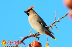 Warm Weather Brings Birds Back to Urumqi's Botanical Garden; Crowned Hawk-Eagles Return in Large Groups, Attracting Birdwatchers