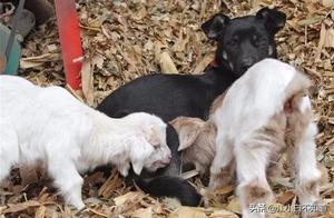 A Flock of Lambs Lost Their Motherly Love Due to a Greedy Owner, Raised by Two Dogs and Possibly Genetically Modified