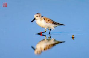 Welcome to Guangdong! 28 Globally Critically Endangered Spoon-billed Sandpipers Discovered in Guangdong’s Wetlands