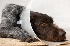 Is the Belly Button Swollen in Dogs? What is a Belly Button Hernia? Symptoms of Belly Button Hernia in Dogs