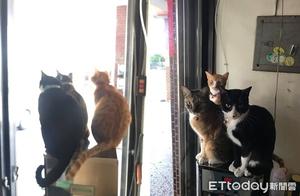 3 Cats Synchronized Gaze! Online Shock: It's the Newest Cat Idol Group