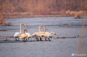 Peak Winter Migratory Bird Arrival in Beijing Reaches 40,000 Birds Daily
