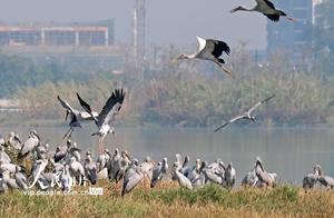 Yunnan Kaiyuan: Beautiful Ecology and Birds Gathering