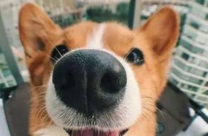 Dog: Owner, I Love You, I Will Keep Your Scent in My Heart