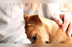 Do you know why dogs don't resist when their owners hit them?