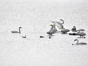 Ecological Environment Improving Year on Year, Rare Birds Visiting Beijing