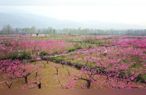 Peach Blossoms in Full Bloom Battle Spring Fragrance (Xi’an)