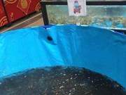 Wuhan Zoo Waterbirds Have Food to Eat! 500 kg Small Carp on the Way