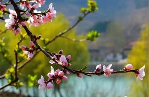 Peach Blossoms in Mirror Lake: 'Peach Blossoms in Full Bloom' from 'The Record of Flowers'