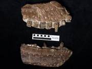 Canadian Man Discovers New T-Rex Species Fossil, 250 Years Earlier Than Tyrannosaurus Rex