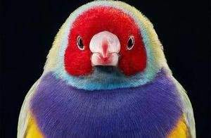 After Years of Effort, Stunning Animal Photos