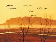 Swans Begin Northern Migration