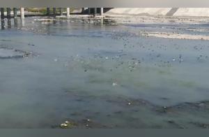 Warm Spring River, Wild Ducks Know First; A Thousand Wild Ducks Reside in the Min River