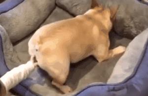 The dog is about to break under the pressure from the family because they won't let it go back to school - a painfully realistic scene