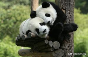 How Humans are Saving the Endangered Giant Pandas