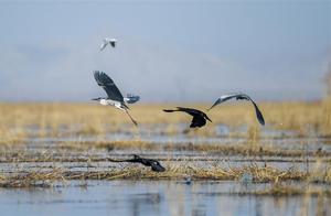 Migratory Birds Gathering in Wulagin Sea