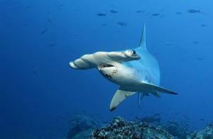 Long-snouted Hammerhead Shark