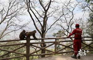 After the Great Fire, Monkeys Returned to the Mountain and Had Lunch with Fire Militia