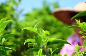 A Tea Picking Journey on the Lips