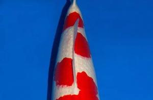 No More Full Varieties! Koi Color Chart Exploration (King of Goldfish)