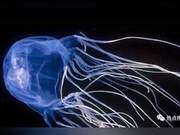 Top 10 Marine Animals That Pose the Greatest Threat to Humans Revealed!