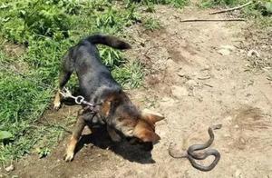 Old Man Says Dogs Find Herbs After Being Bitten by Snakes, How Do They Distinguish Different Venom Types?